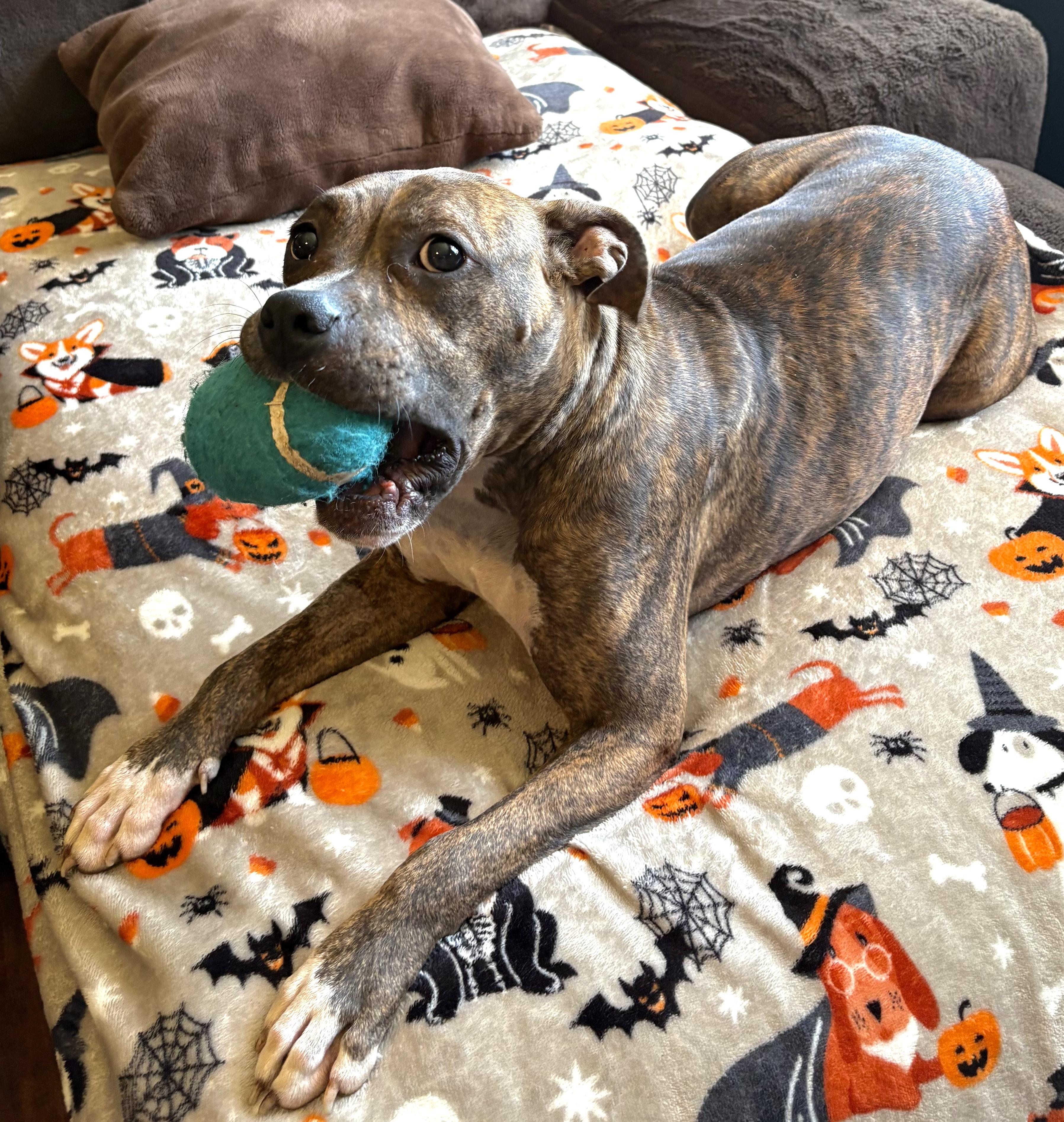 Indiana Bones, ADOPTABLE, Young Female Boxer.