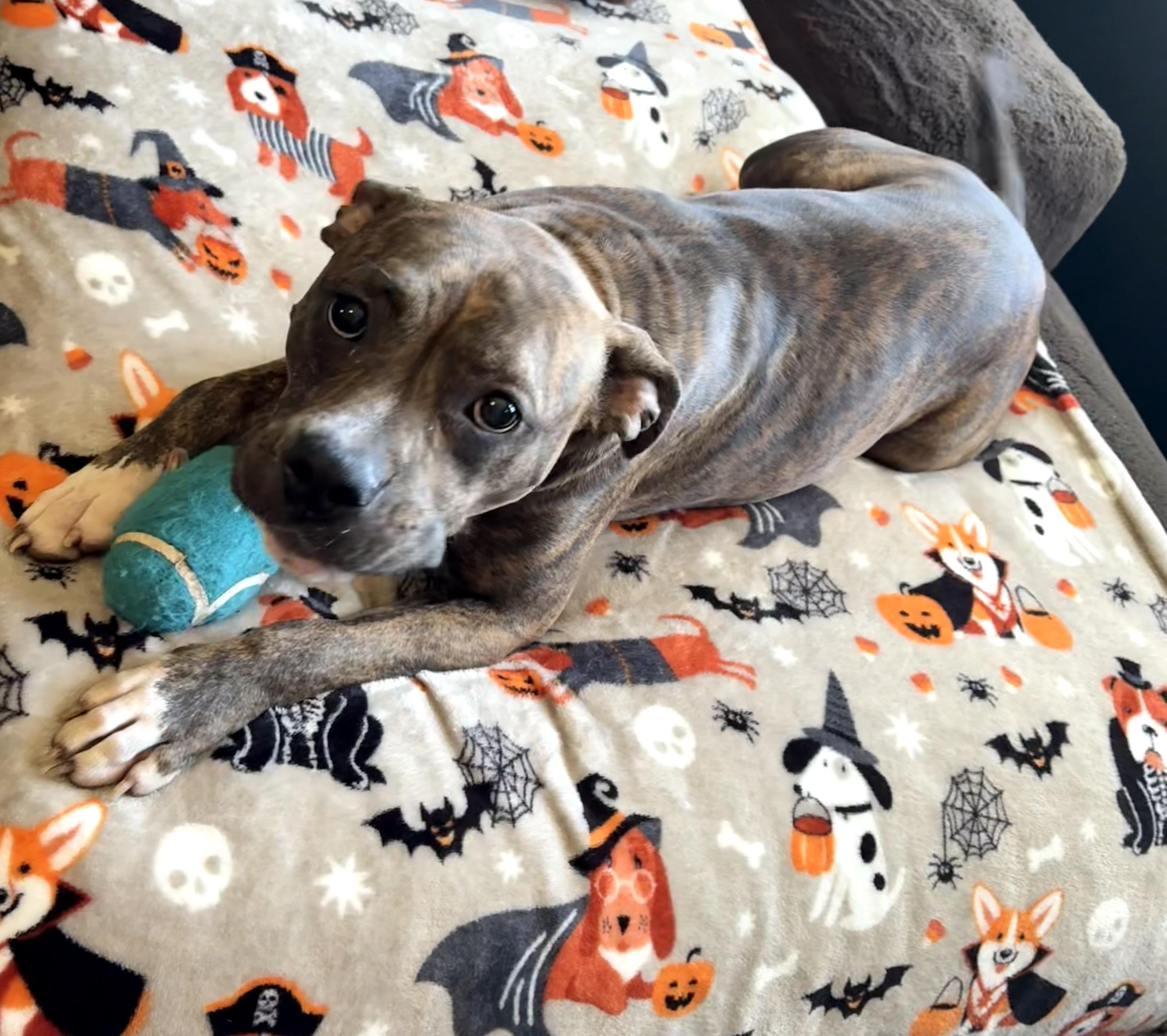 Indiana Bones, ADOPTABLE, Young Female Boxer.