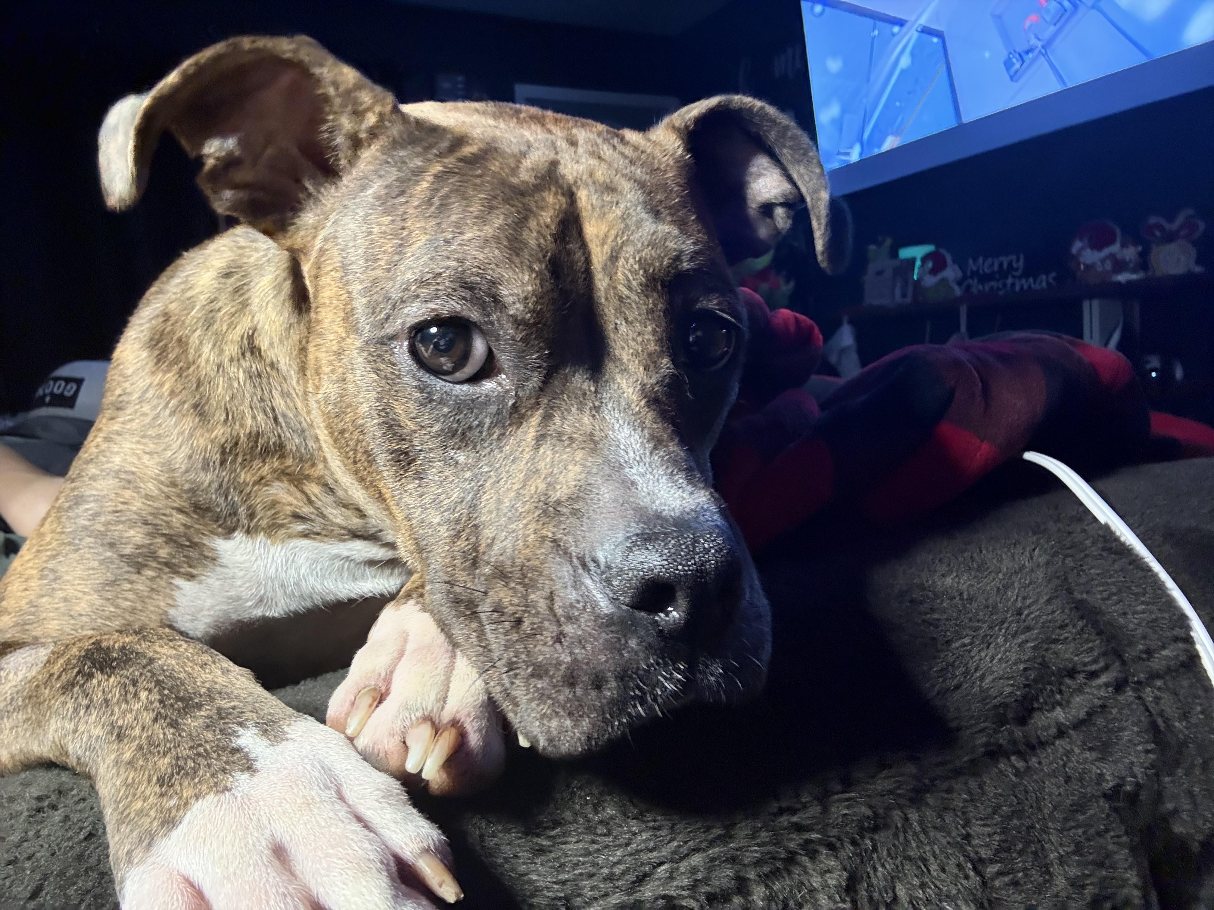 Indiana Bones, a ADOPTABLE mixed breed in Brazil, IN image 3/3