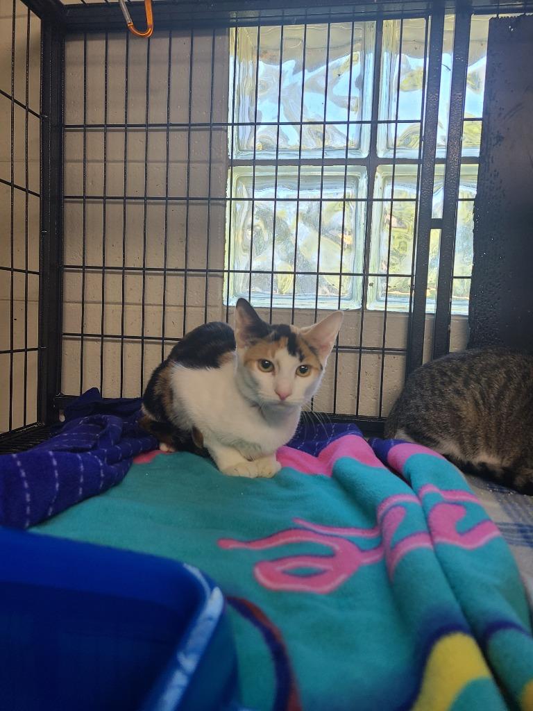 C1962-25 Enid, Adoptable, Young Female Domestic Short Hair.