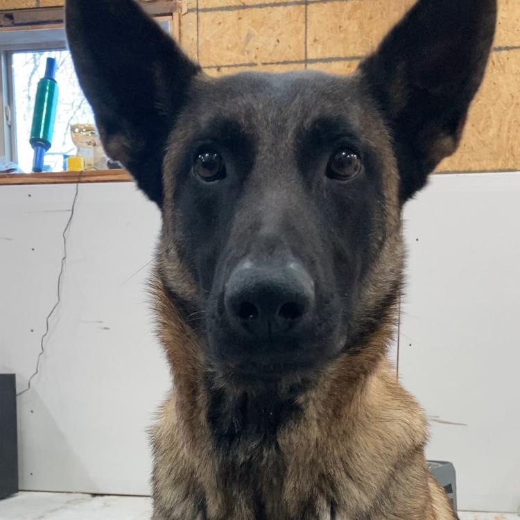 Klaus, a Adoptable Belgian Shepherd / Malinois in Tulsa, OK image 2/6