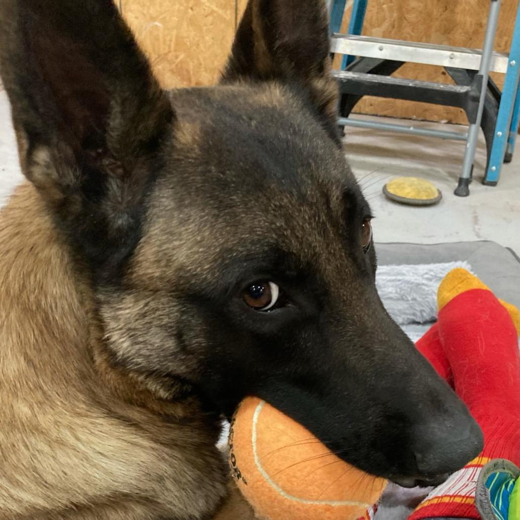 Klaus, a Adoptable Belgian Shepherd / Malinois in Tulsa, OK image 3/6