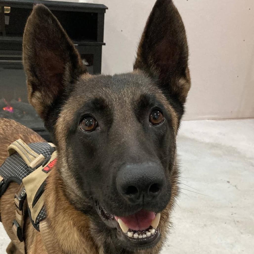 Enlarge Klaus, a Adoptable Belgian Shepherd / Malinois in Tulsa, OK image 2/6