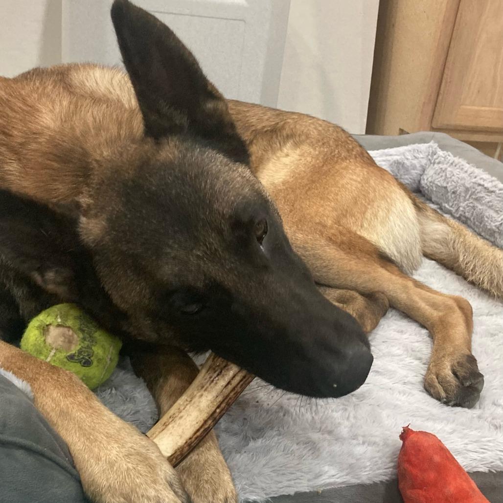 Klaus, a Adoptable Belgian Shepherd / Malinois in Tulsa, OK image 5/6