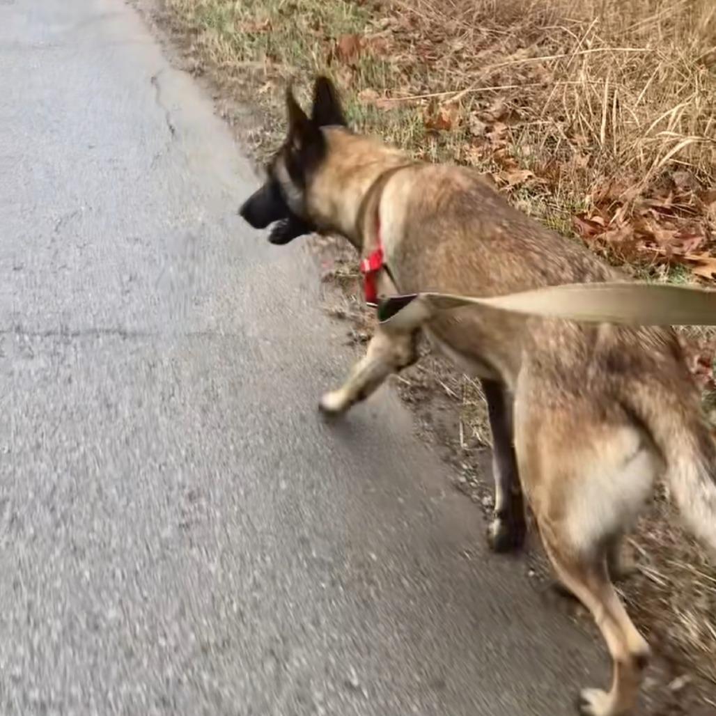 Klaus, a Adoptable Belgian Shepherd / Malinois in Tulsa, OK image 6/6