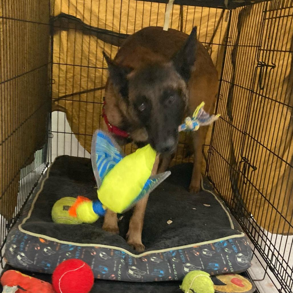 Enlarge Klaus, a Adoptable Belgian Shepherd / Malinois in Tulsa, OK image 4/6