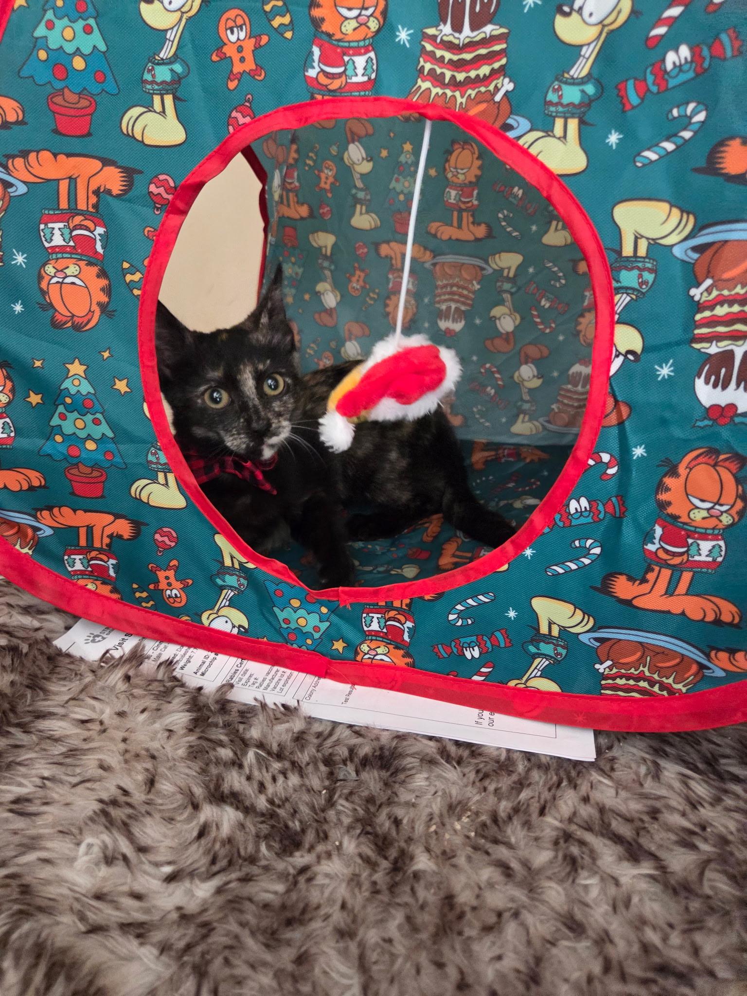 Cinnamon , an adopted mixed breed in Pasadena, CA image 4/5