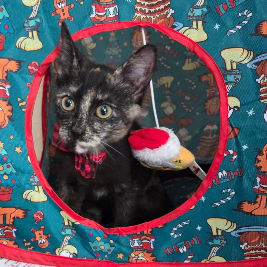 Cinnamon , an adopted mixed breed in Pasadena, CA image 5/5