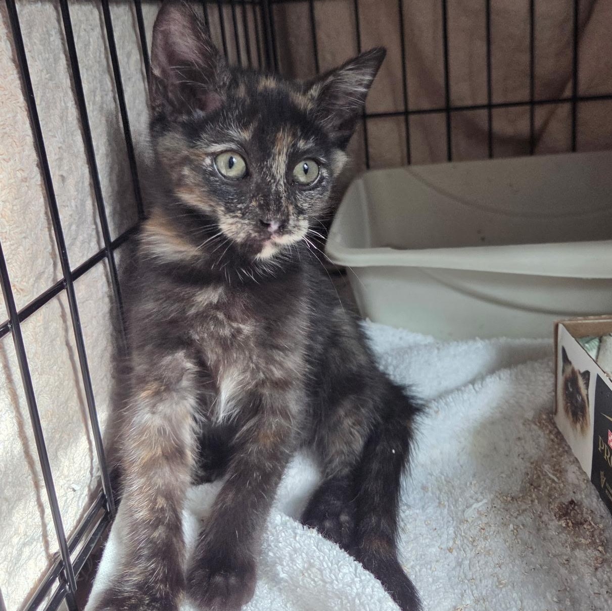 Cinnamon , an adopted mixed breed in Pasadena, CA image 3/5