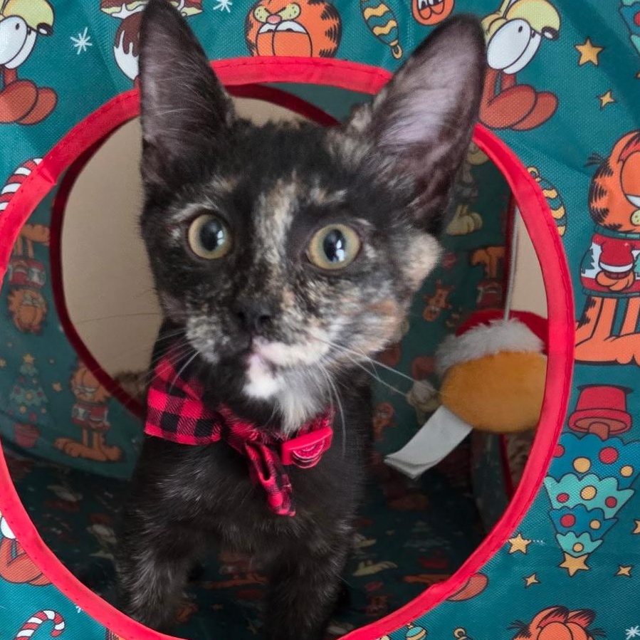 Cinnamon , an adopted mixed breed in Pasadena, CA image 1/5