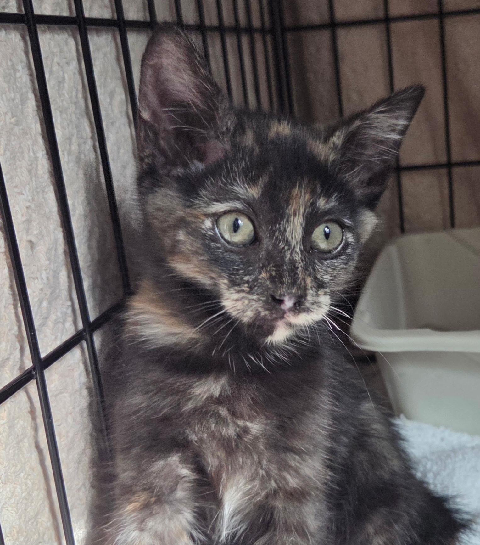 Cinnamon , an adopted mixed breed in Pasadena, CA image 2/5