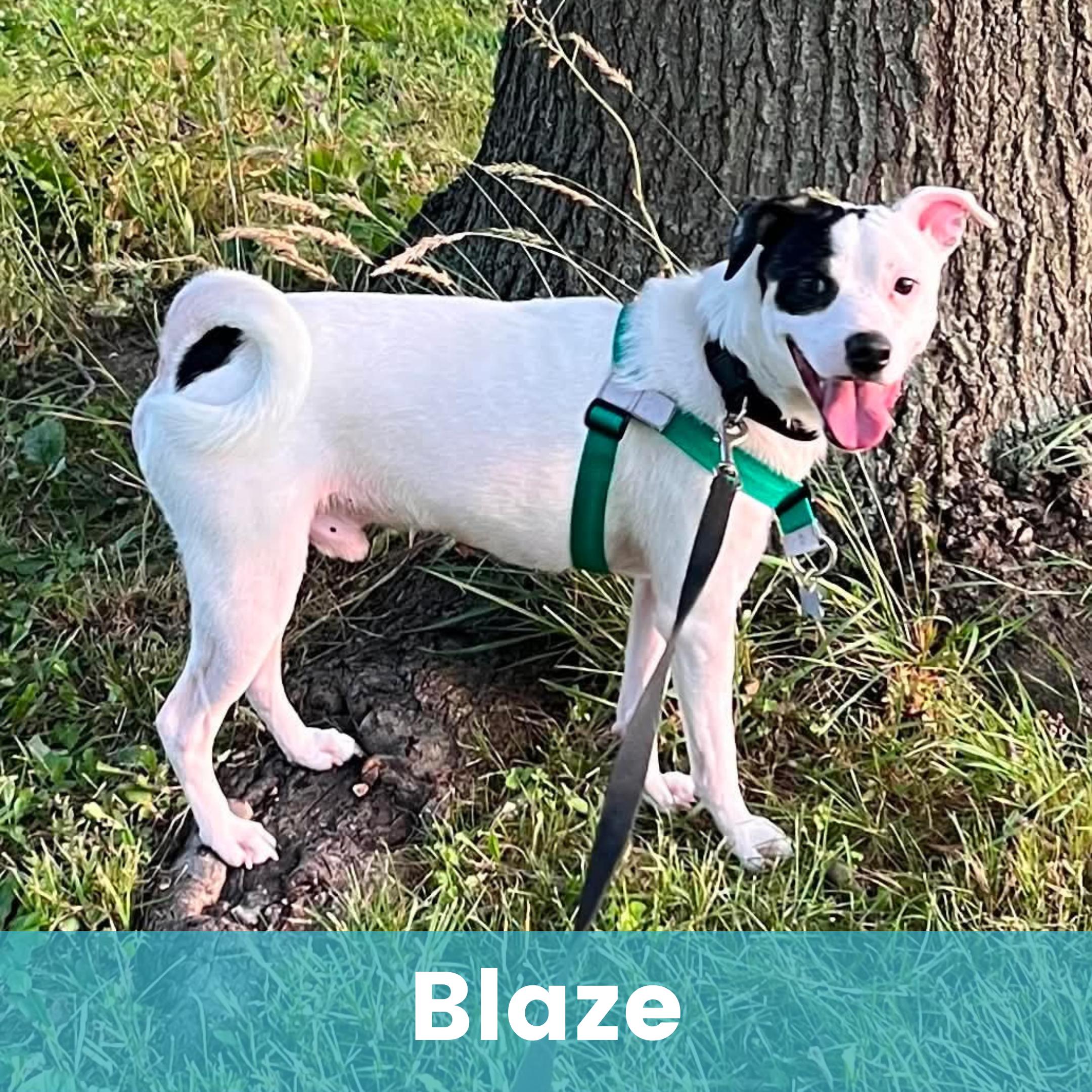 Blaze, ADOPTABLE, Adult Male Mixed Breed.