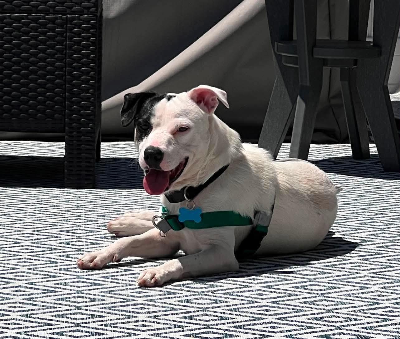 Enlarge Blaze, a ADOPTABLE Mixed Breed in Rochester , NY image 4/6