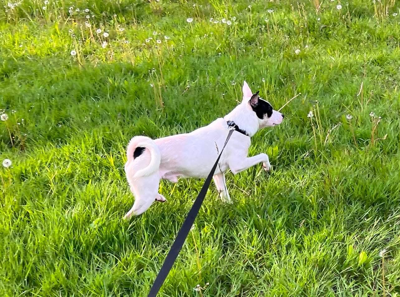 Enlarge Blaze, a ADOPTABLE Mixed Breed in Rochester , NY image 5/6