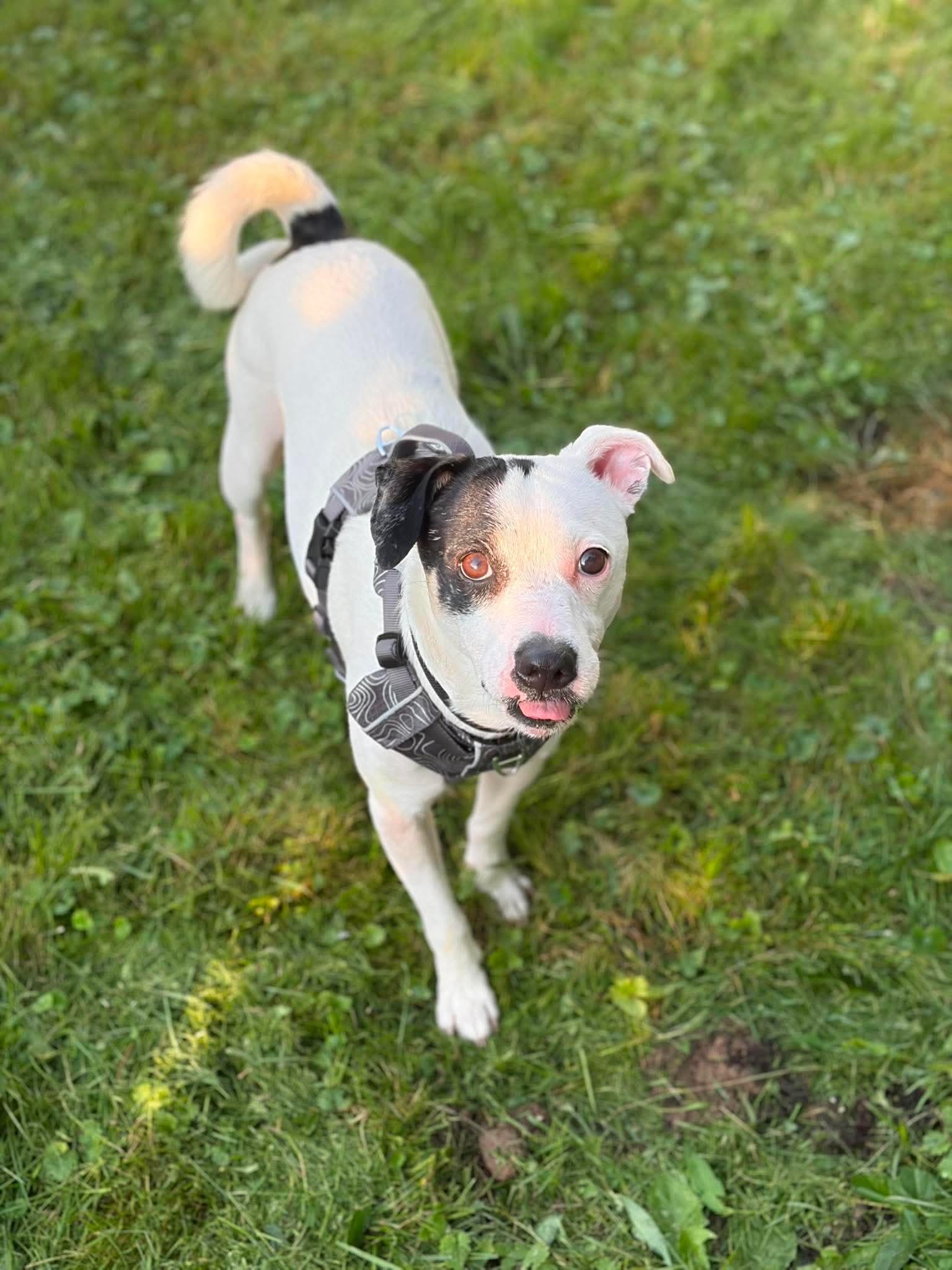 Blaze, a ADOPTABLE Mixed Breed in Rochester , NY image 3/6