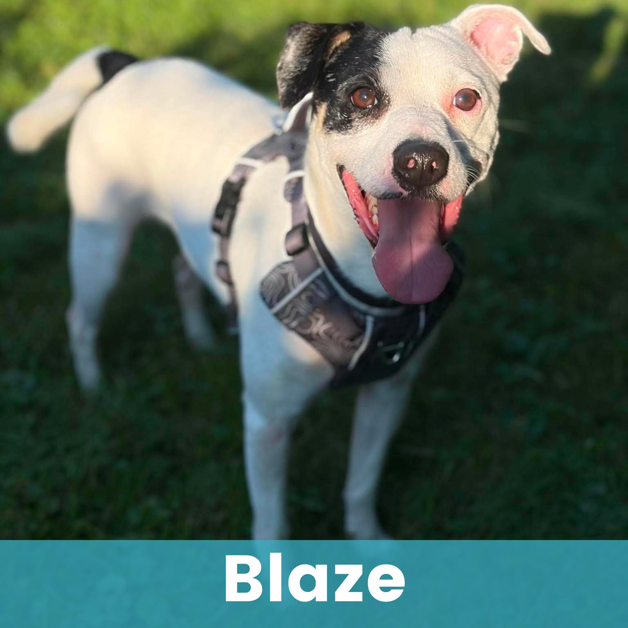 Blaze, ADOPTABLE, Adult Male Mixed Breed.