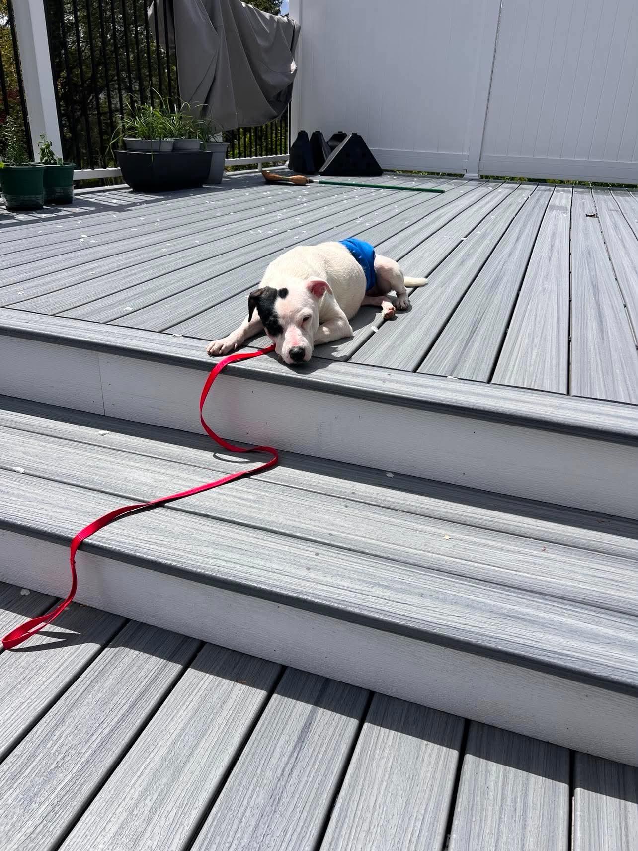 Enlarge Blaze, a ADOPTABLE Mixed Breed in Rochester , NY image 4/4