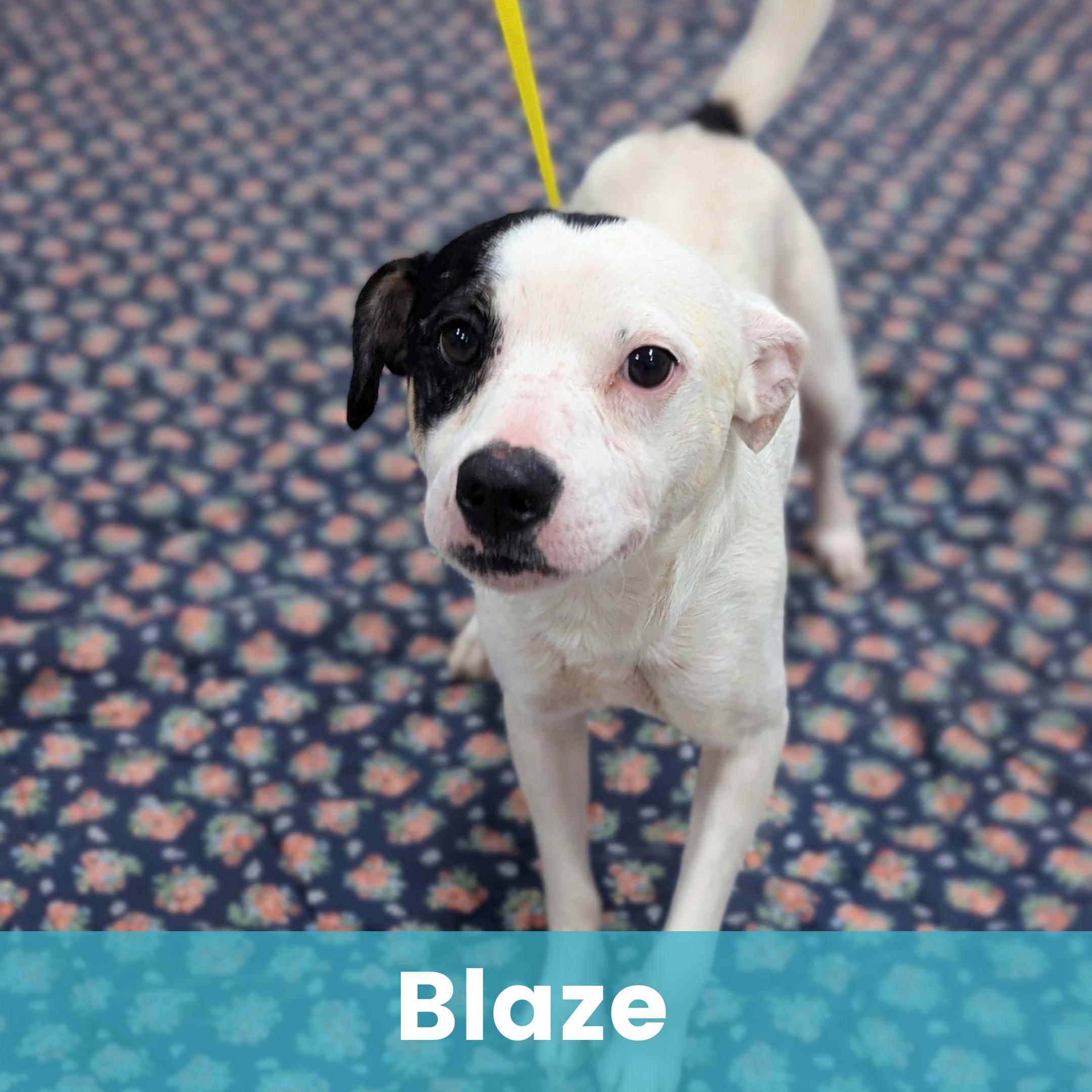 Blaze, ADOPTABLE, Adult Male Mixed Breed.
