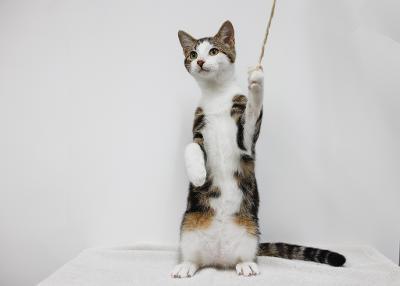 Sawyer, Adoptable, Young Male Domestic Short Hair.