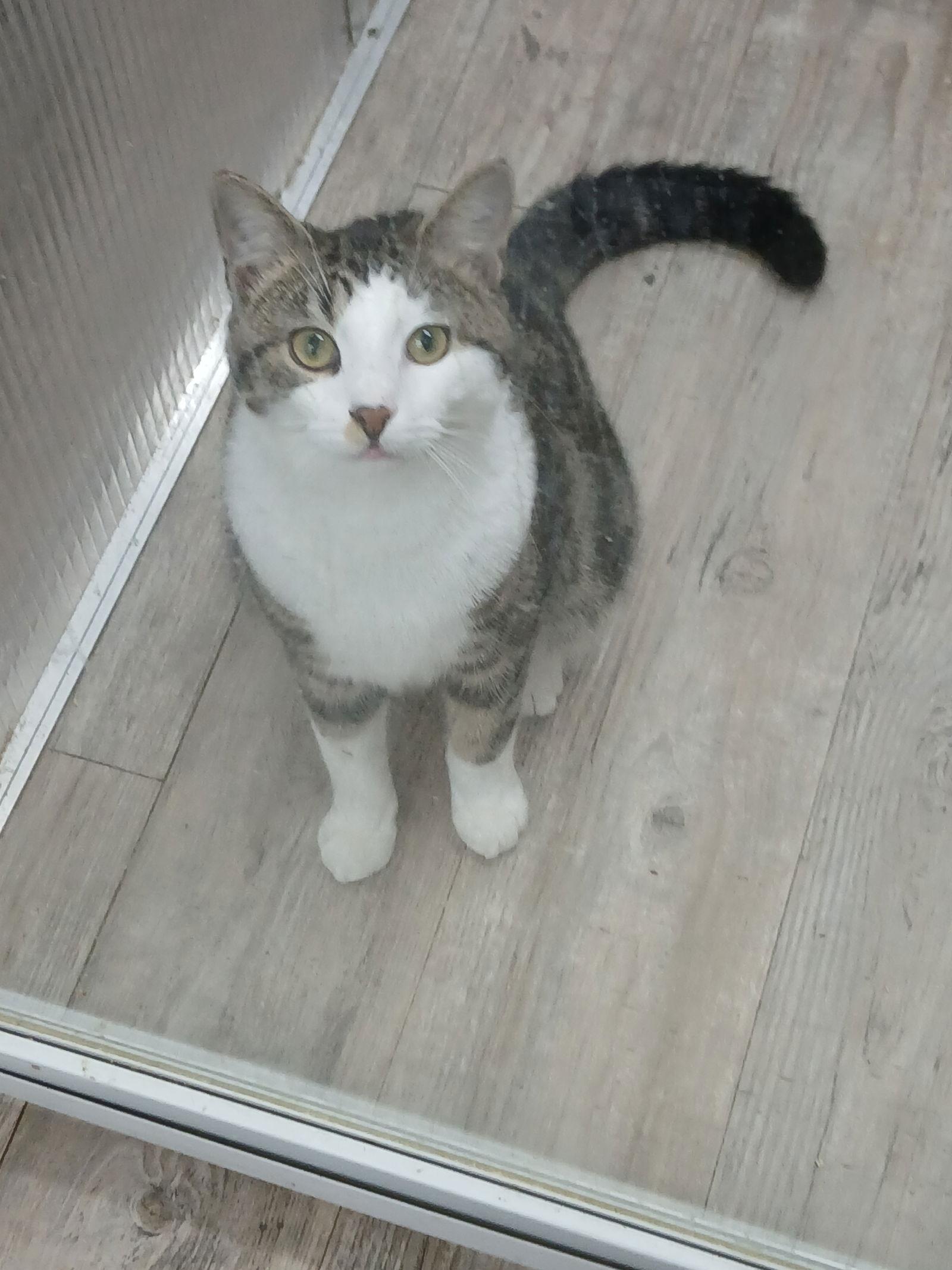 Enlarge Sawyer, a Adoptable Domestic Short Hair in Winton, NC image 3/3