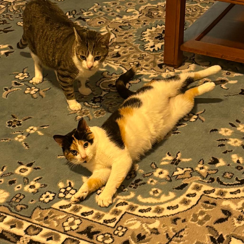 Linda — thumbnail 2