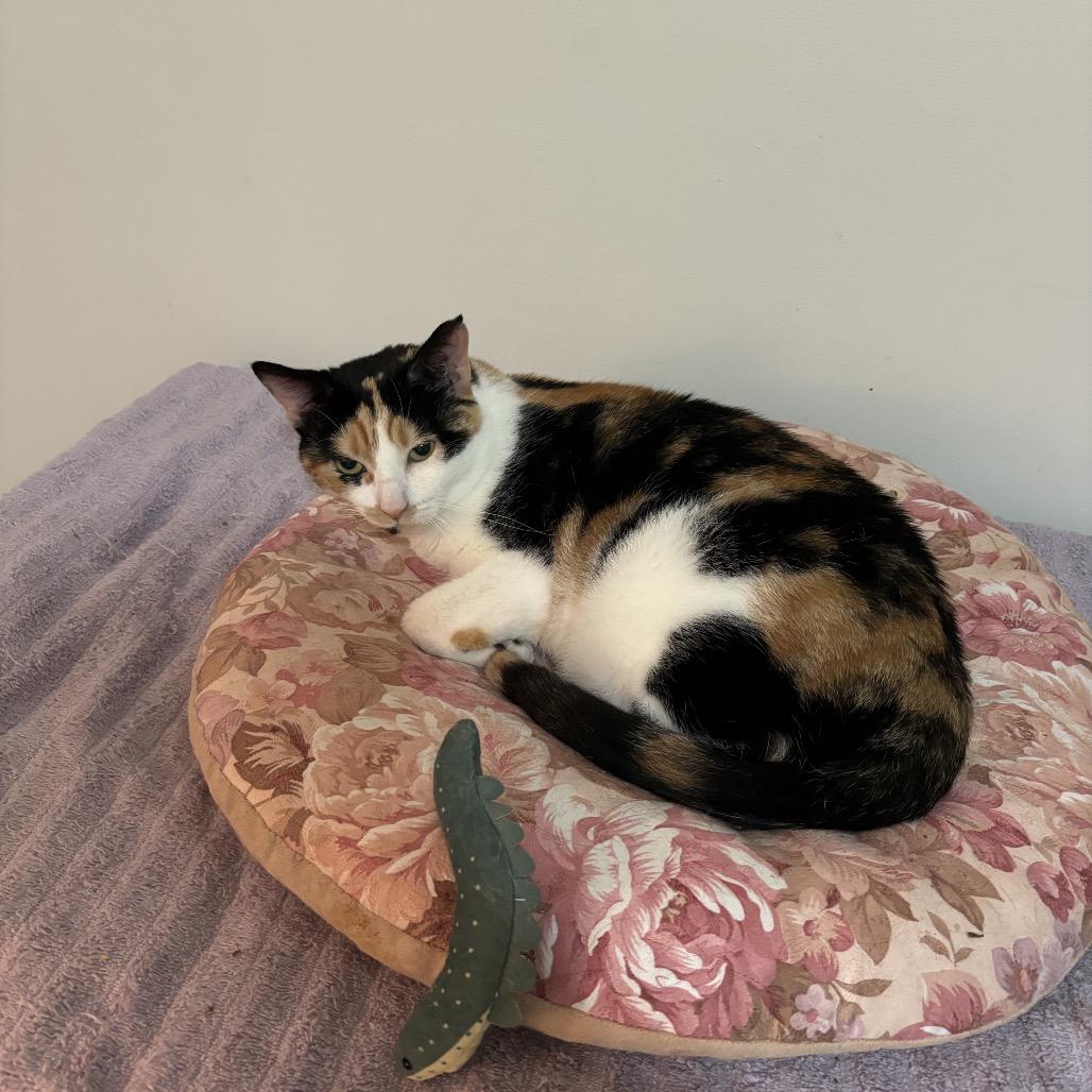 Linda — thumbnail 4