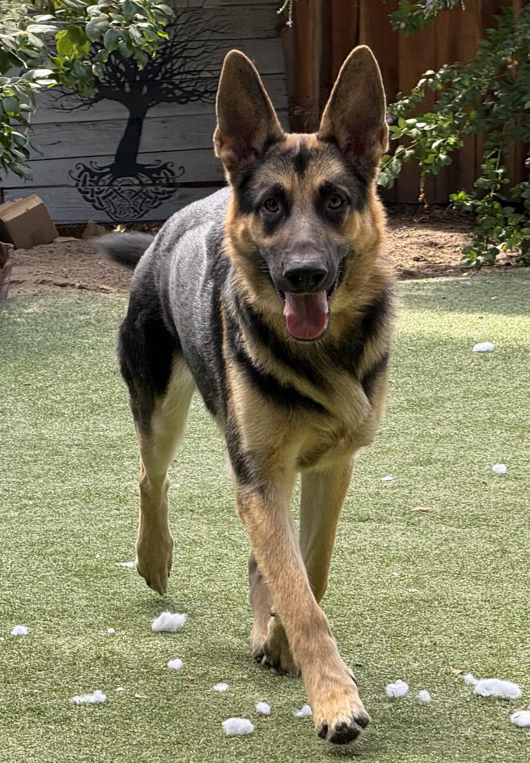 Maui & Kenai, a Adoptable German Shepherd Dog in Winchester, CA image 2/4