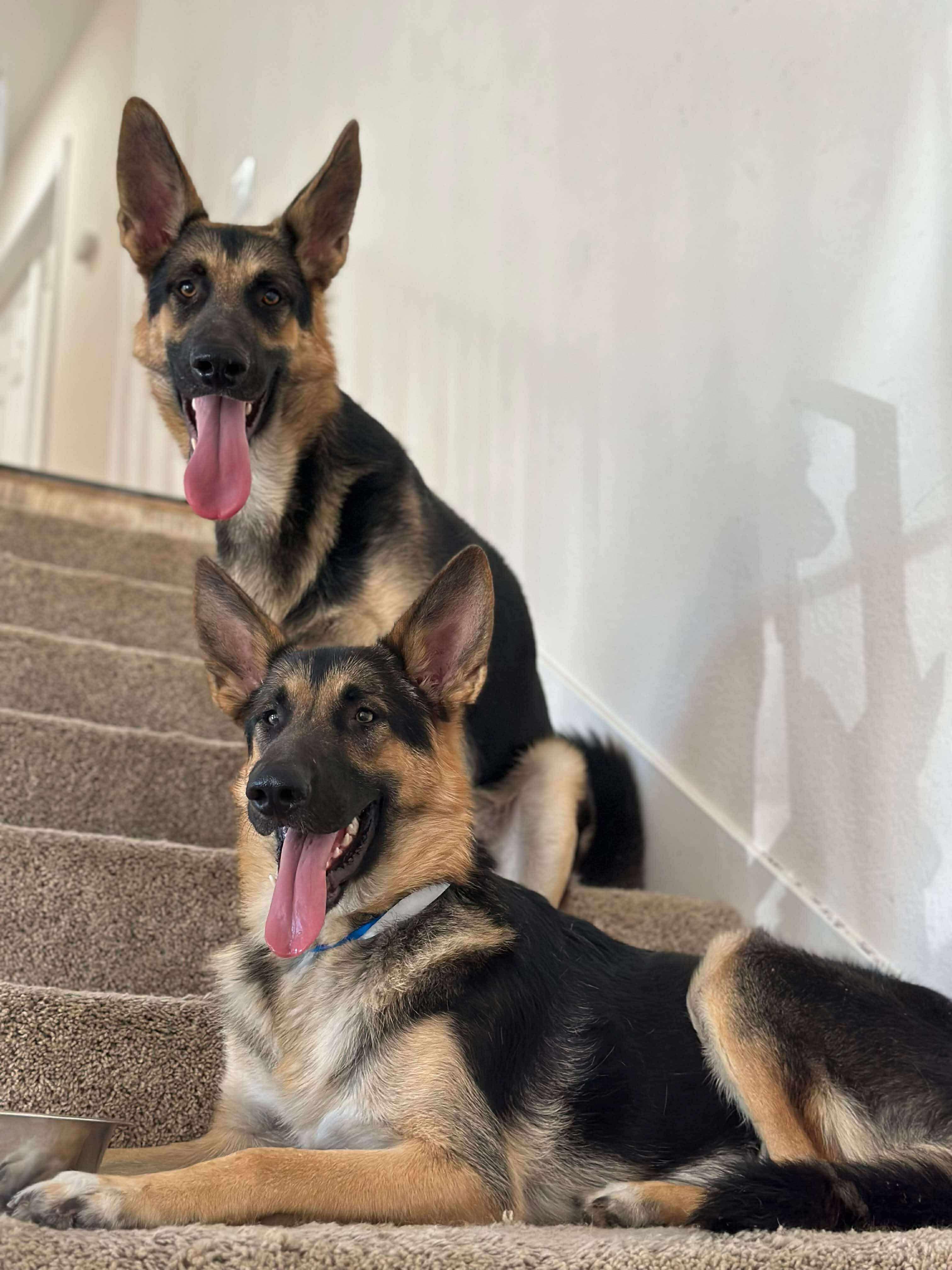 Maui & Kenai, a Adoptable German Shepherd Dog in Winchester, CA image 1/4