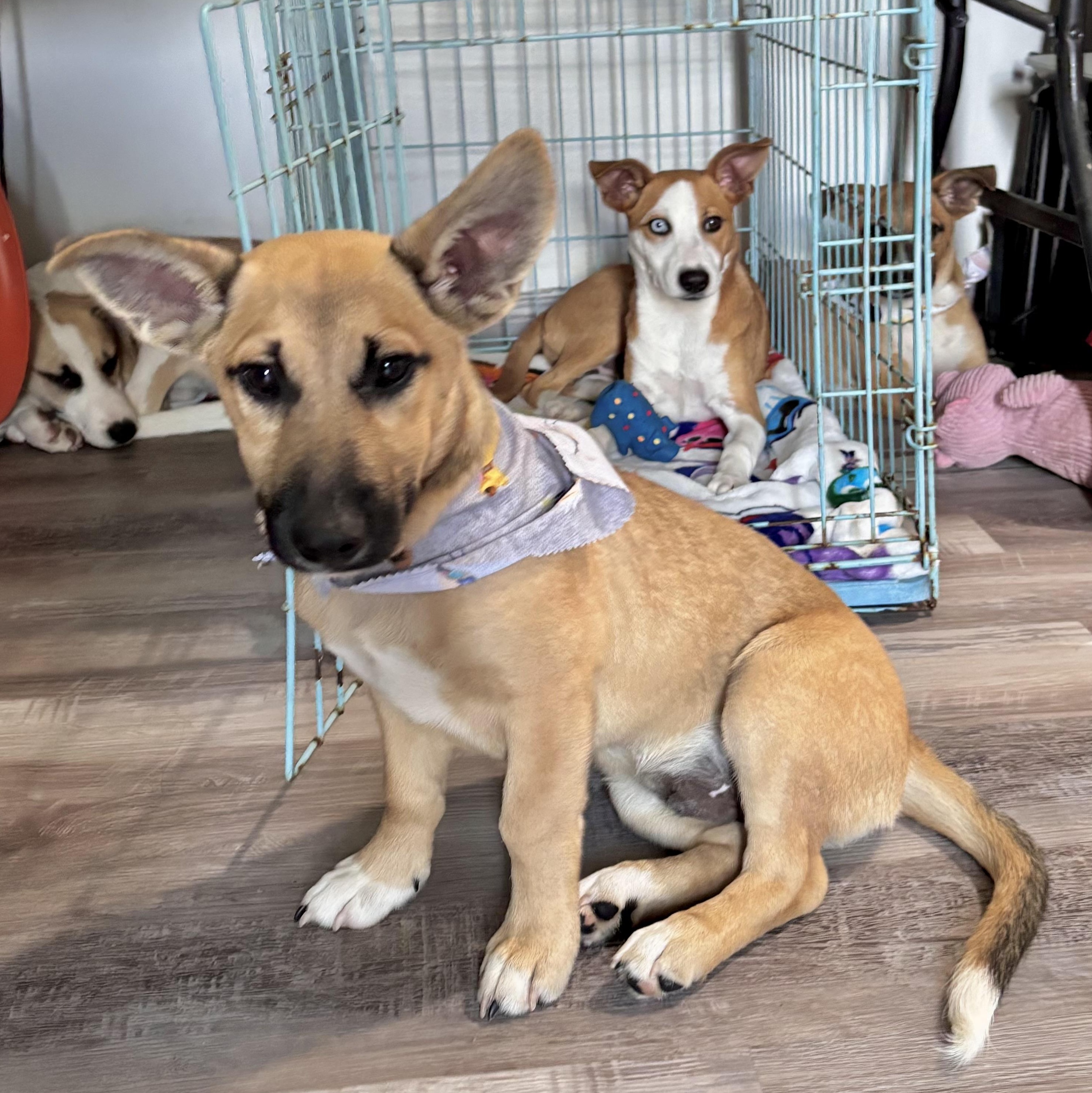 Jujubee, an adopted mixed breed in New Haven, CT image 3/6