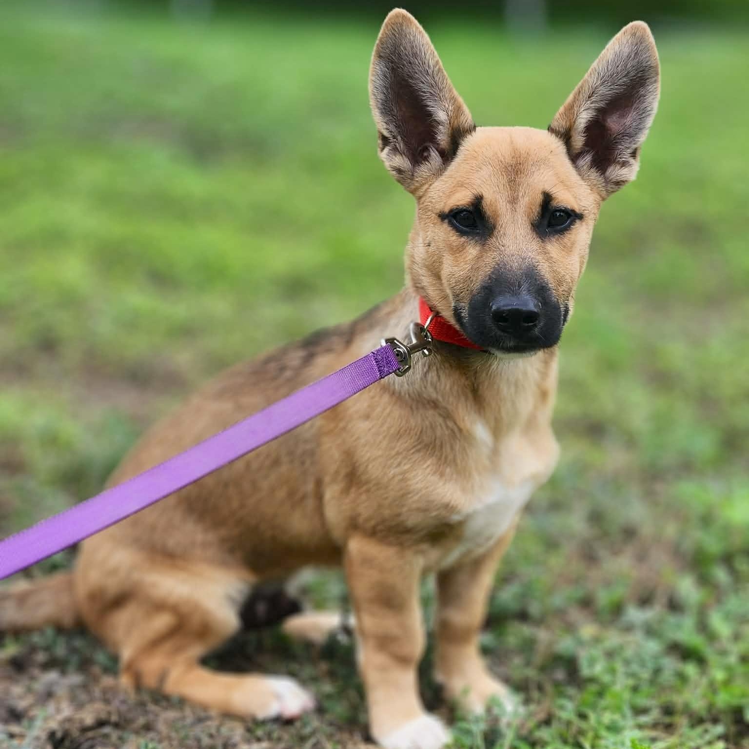 Jujubee, an adopted mixed breed in New Haven, CT image 6/6