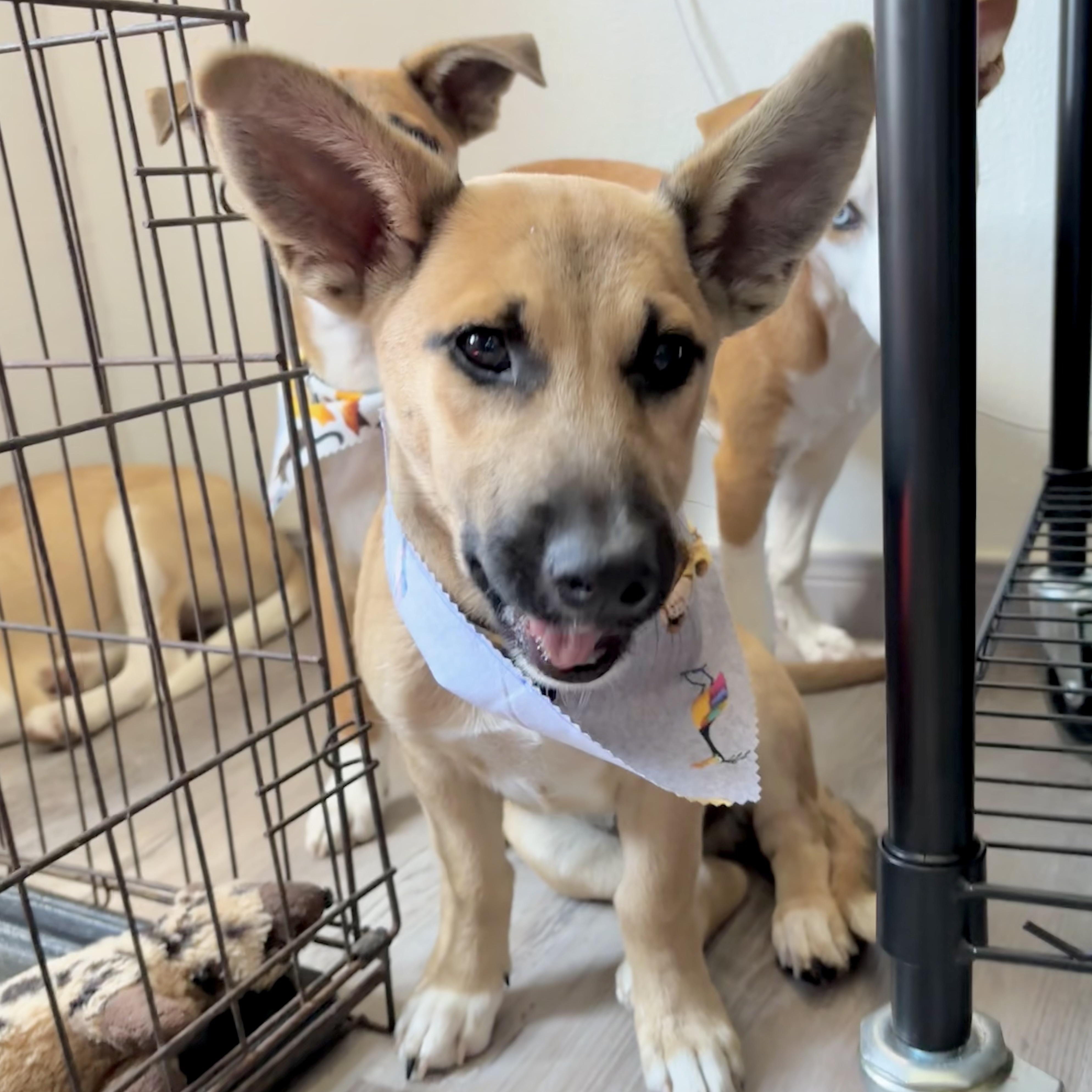 Jujubee, an adopted mixed breed in New Haven, CT image 1/6