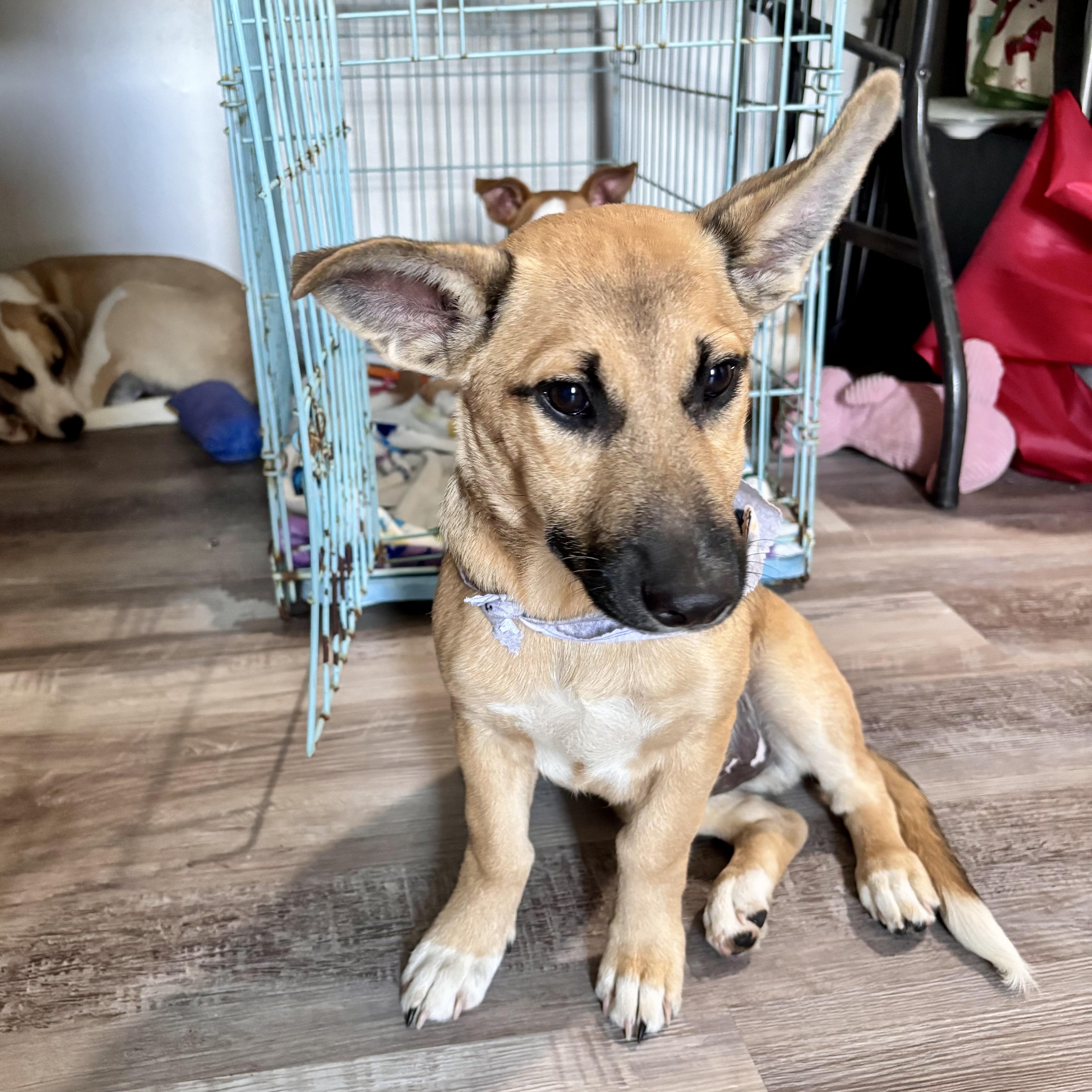 Jujubee, an adopted mixed breed in New Haven, CT image 5/6
