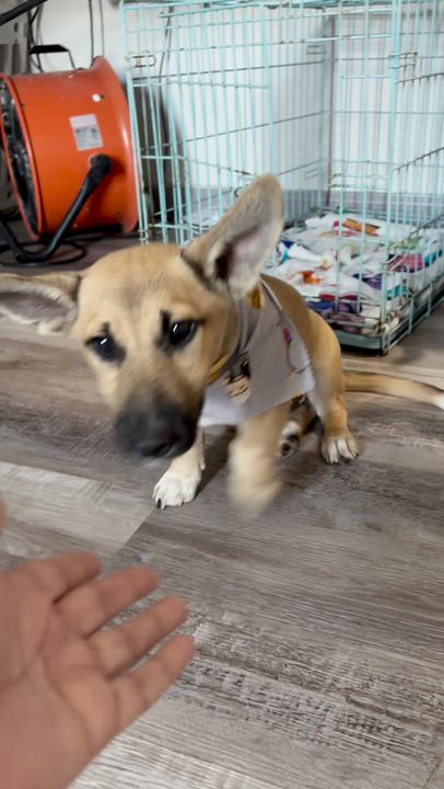 Enlarge Jujubee, an adopted mixed breed in New Haven, CT video 4/6