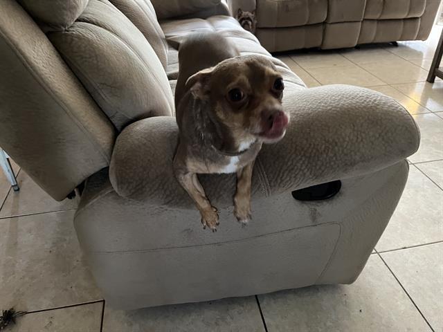 Enlarge CHAMP, a Adoptable mixed breed in Fort Myers, FL image 1/1