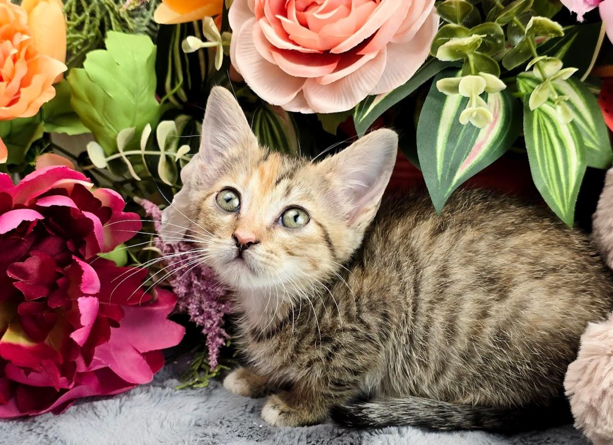 Cherry, a Adoptable Domestic Short Hair in Rocky Hill, CT image 2/4