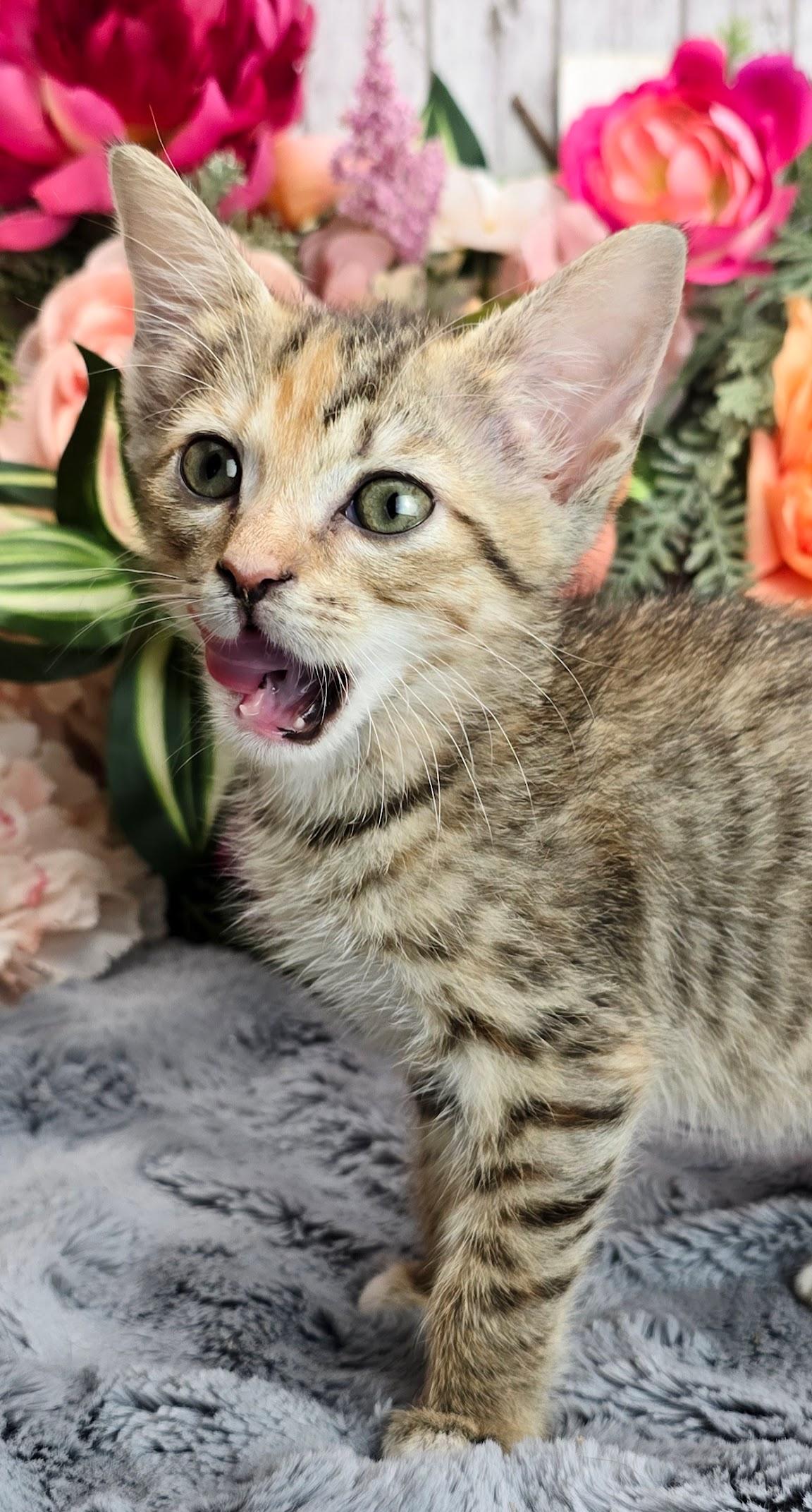 Cherry, Adoptable, Kitten Female Domestic Short Hair.