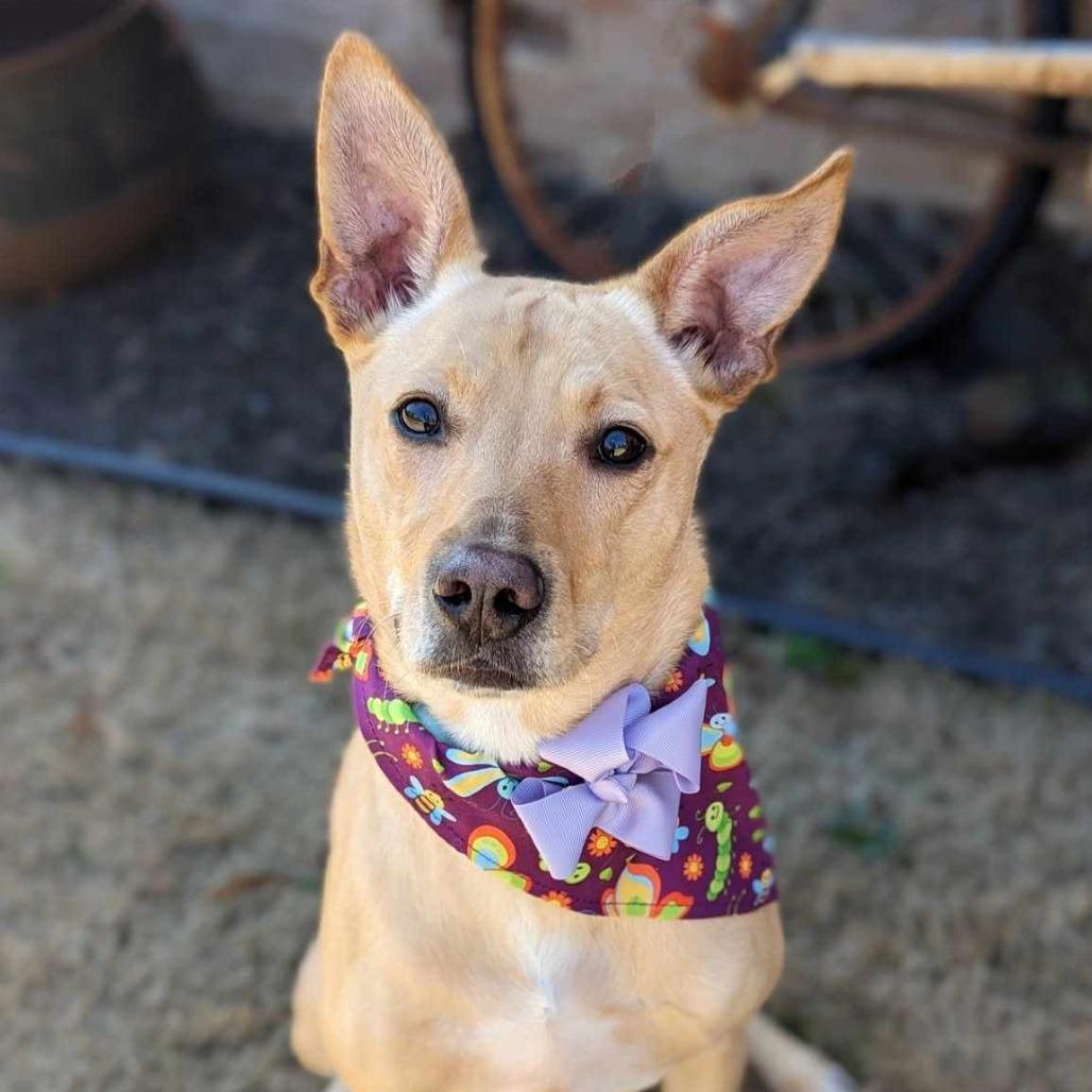 Lucy, a Adoptable mixed breed in Helena, AL image 2/5