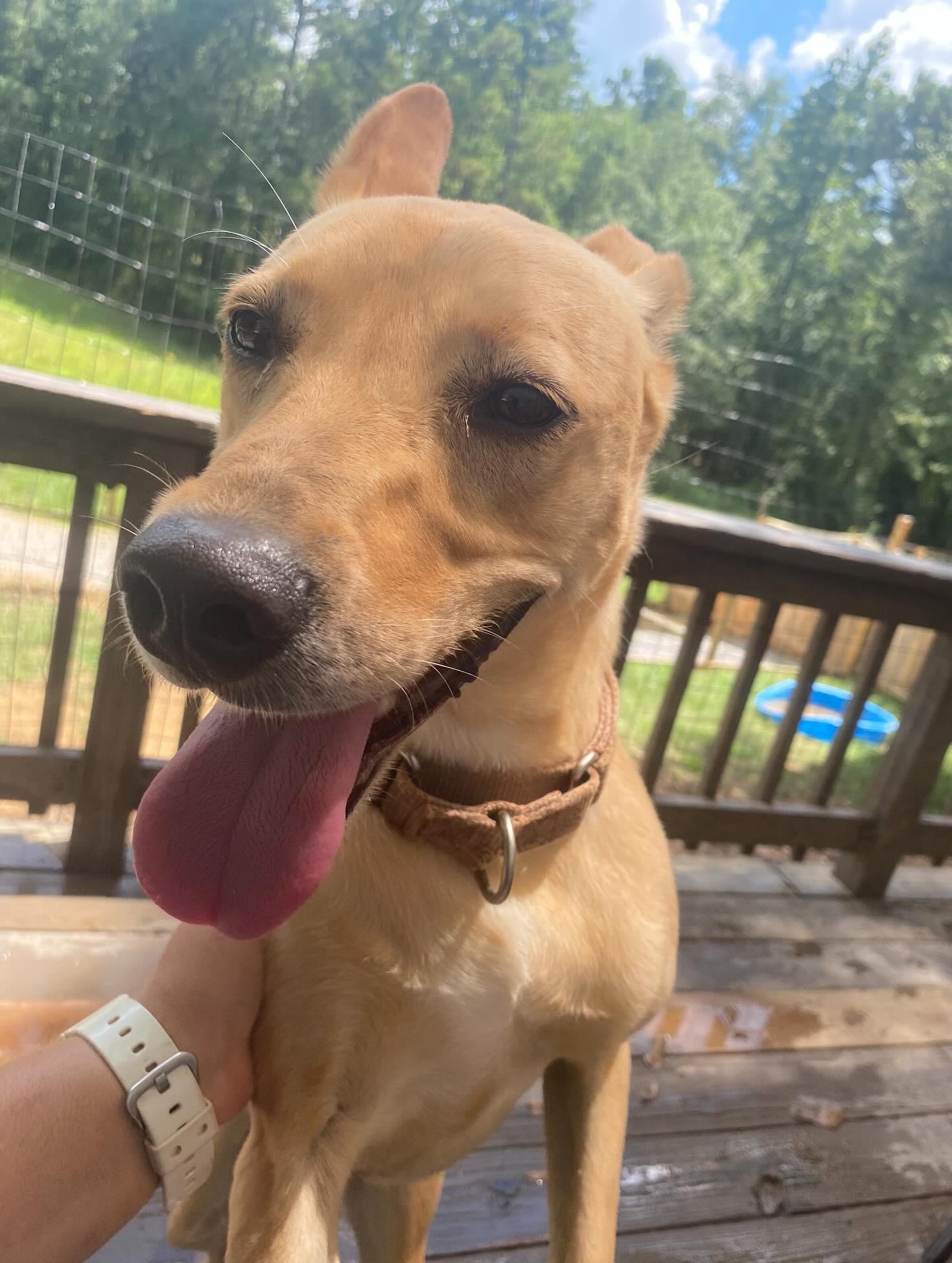 Marsha (Lucy), an adoptable Golden Retriever, Carolina Dog in Helena, AL, 35080 | Photo Image 2