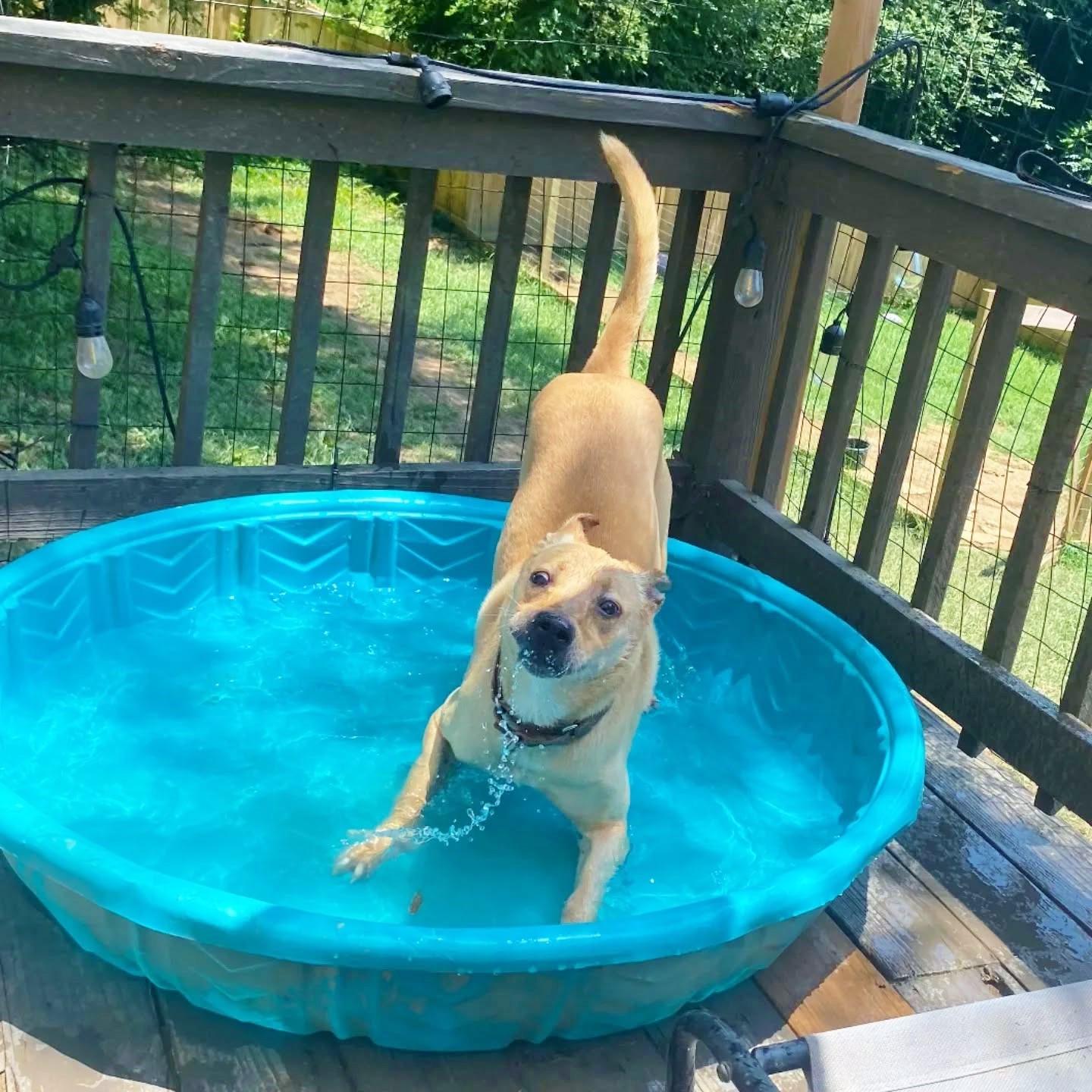 Marsha (Lucy), an adoptable Golden Retriever, Carolina Dog in Helena, AL, 35080 | Photo Image 3