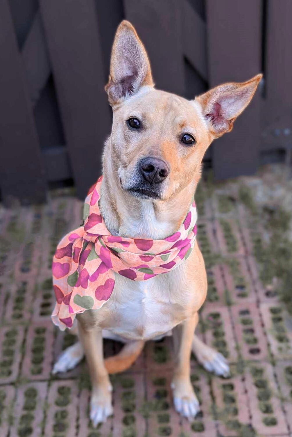 Lucy, Adoptable, Adult Female Carolina Dog & Labrador Retriever.