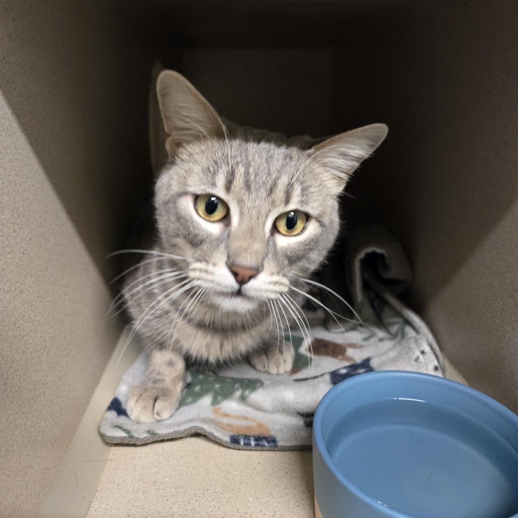 Gus C26-251, Adoptable, Young Male Domestic Short Hair.