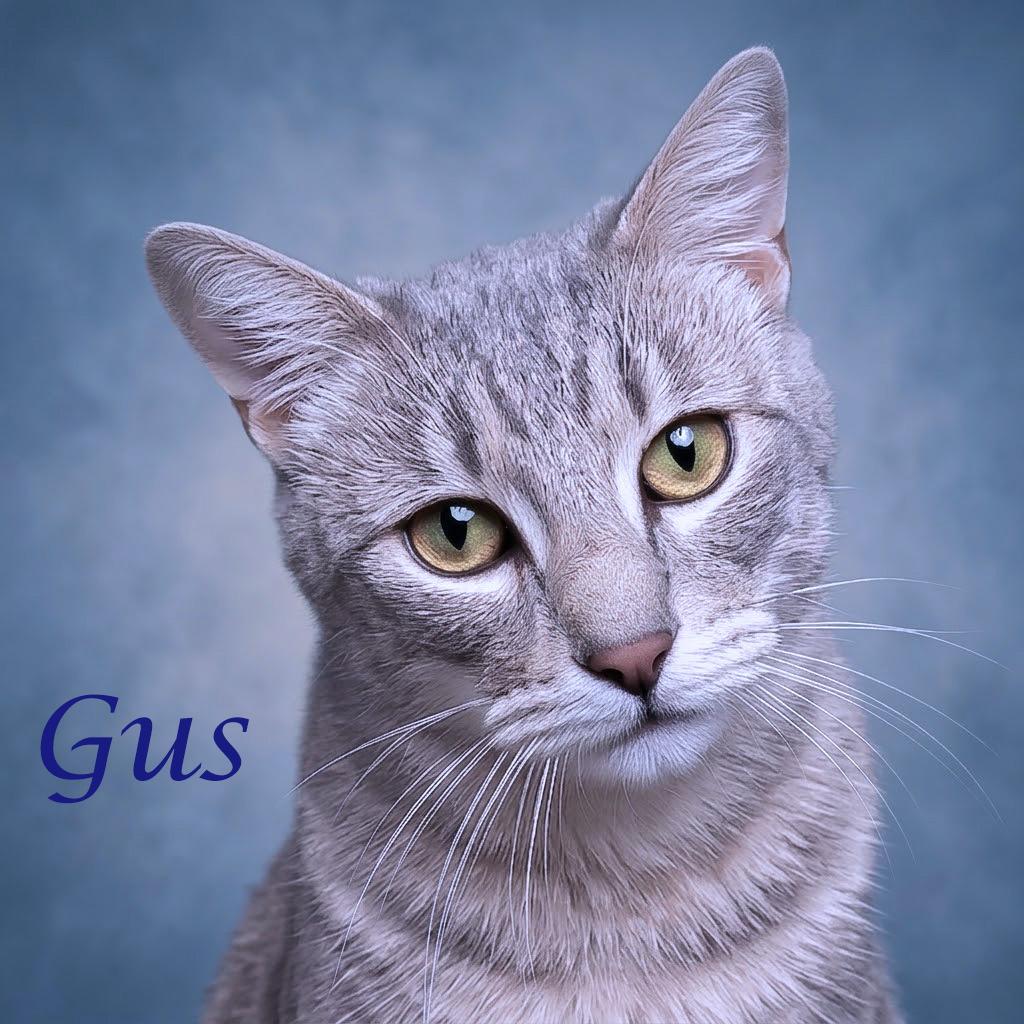 Enlarge Gus C26-251, a Adoptable Domestic Short Hair in Lebanon, TN image 2/2