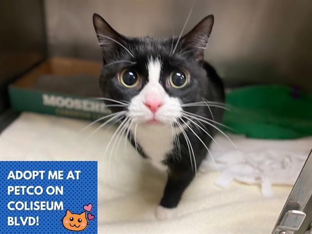 MITTENS, Adoptable, Adult Female Domestic Short Hair.