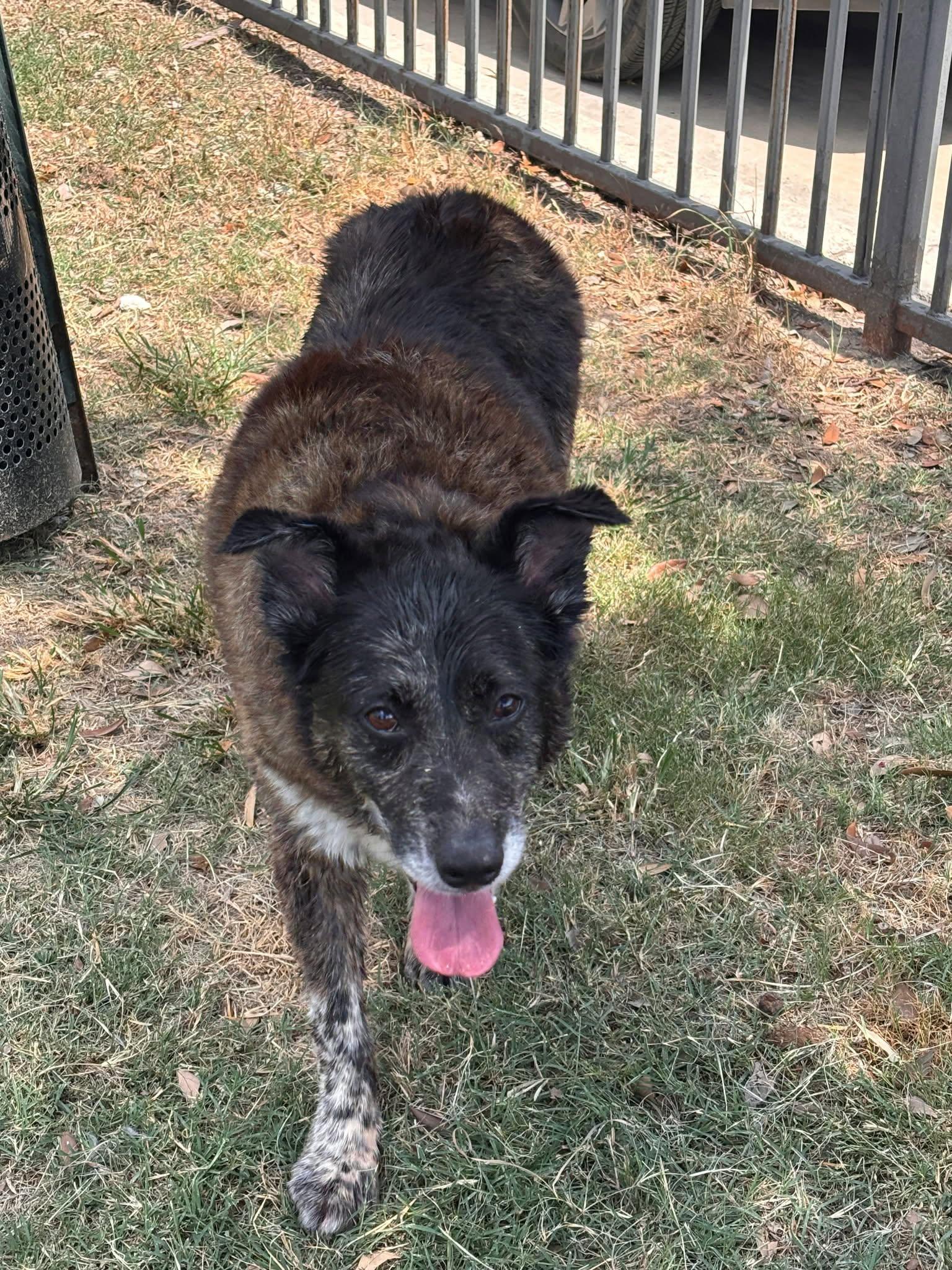 Aspen, an adopted mixed breed in Youngstown, OH image 3/5