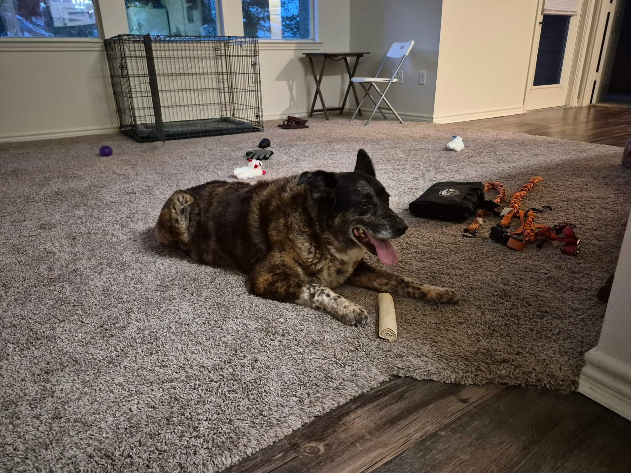 Aspen, an adopted mixed breed in Youngstown, OH image 4/5