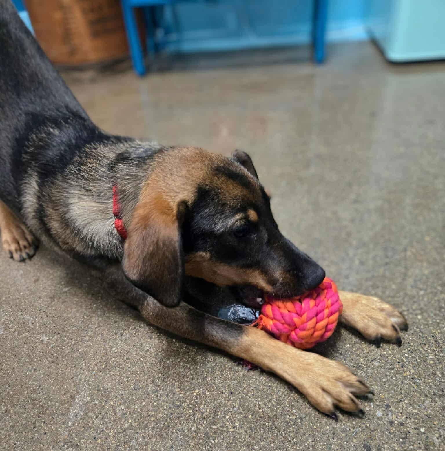 Mikasa, Adoptable, Puppy Female Hound.