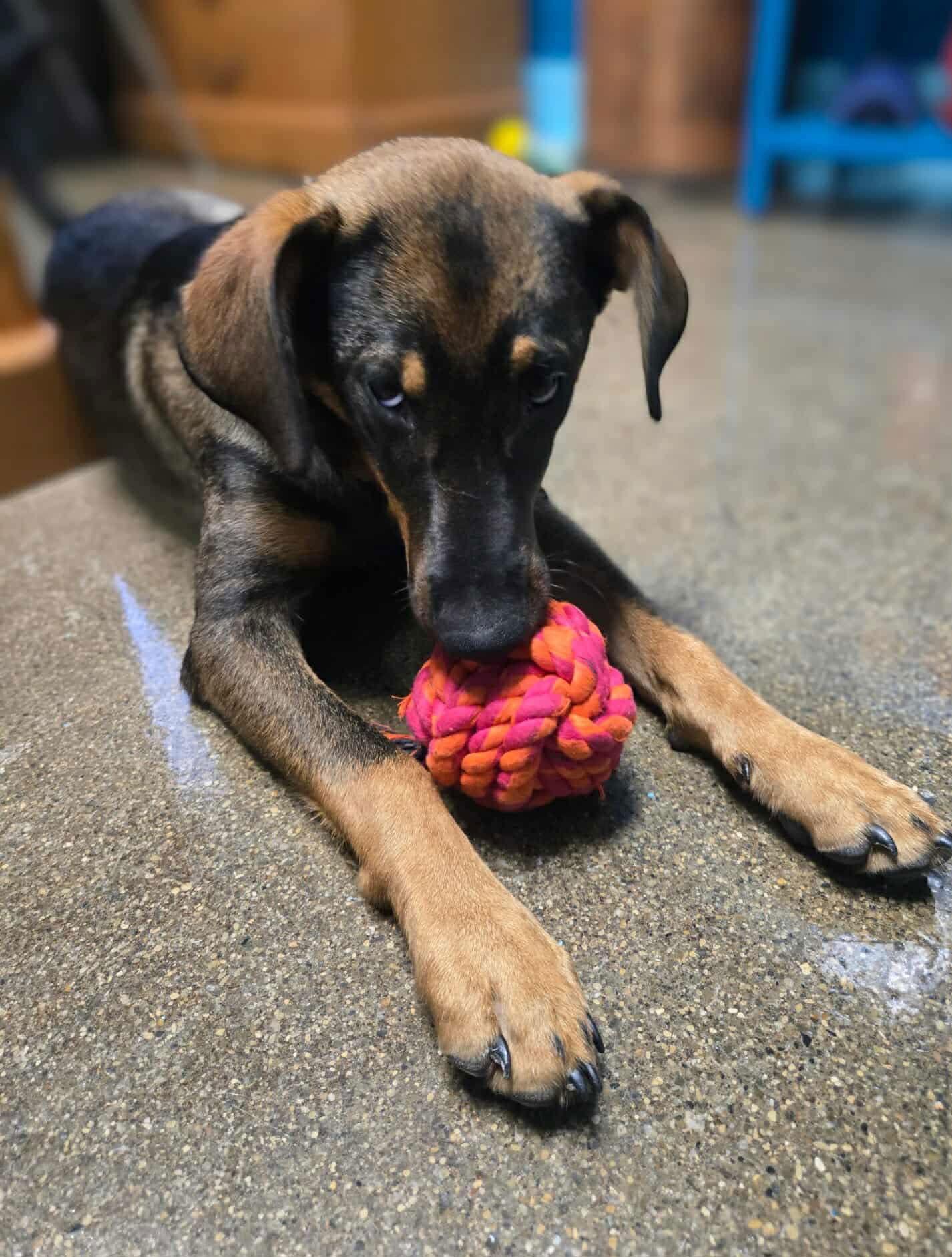 Enlarge Mikasa, a Adoptable Hound in Ashville, OH image 2/3