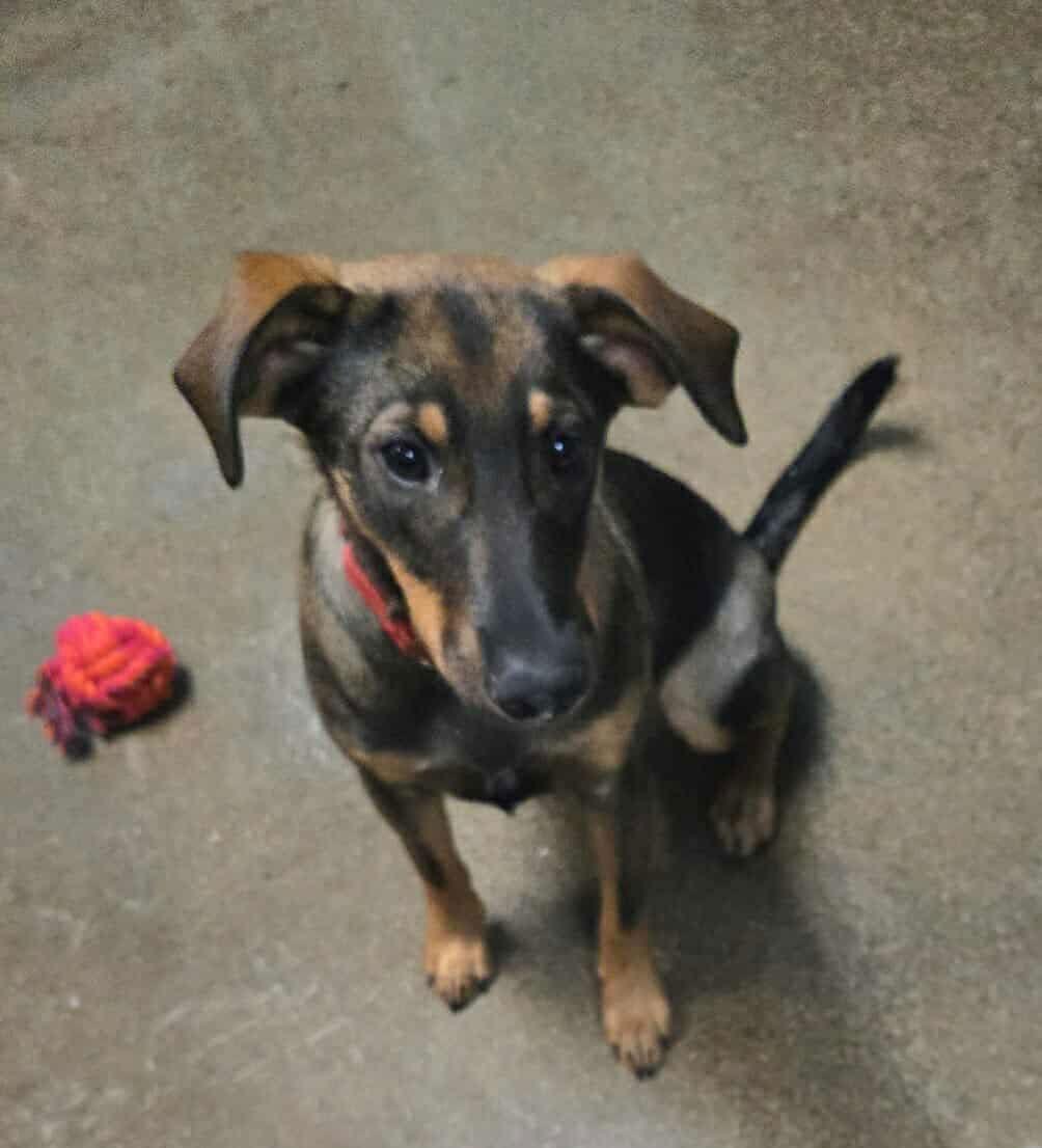 Enlarge Mikasa, a Adoptable Hound in Ashville, OH image 3/3