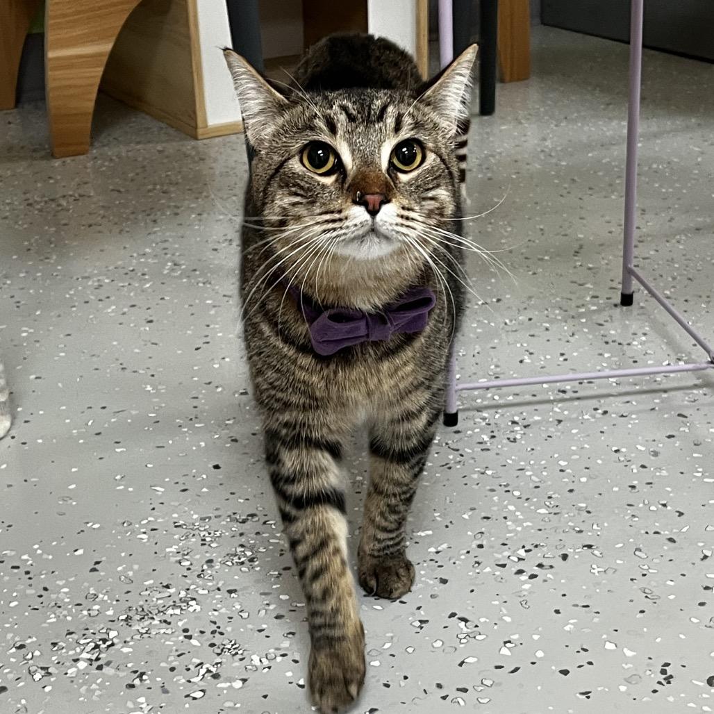 Enlarge Lavender, a Adoptable Domestic Short Hair in Yucca Valley, CA image 1/3