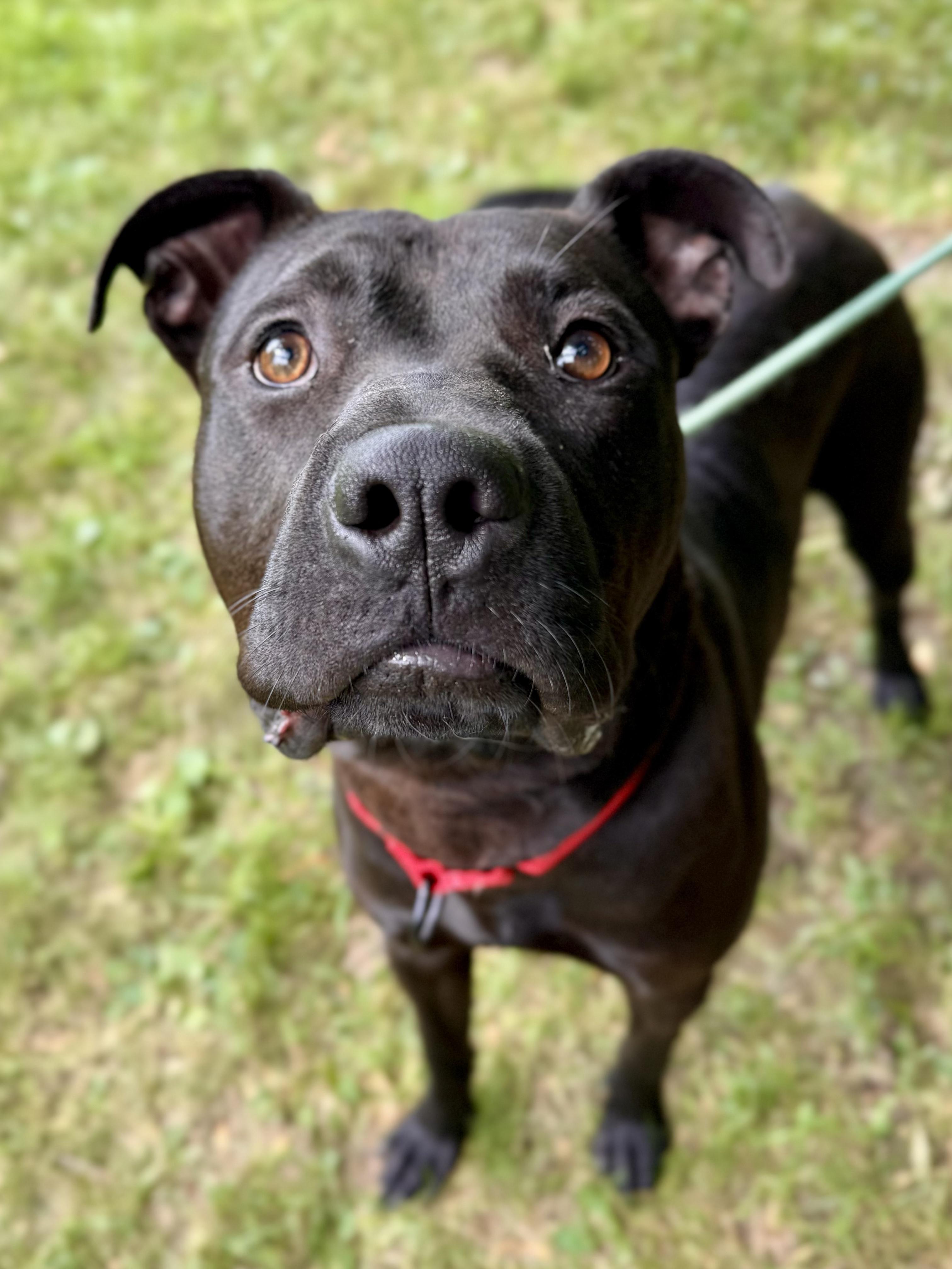Spyro, a Adoptable Mixed Breed in Midland, MI image 2/5